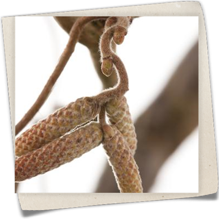 Korkenzieher-Hasel 'Contorta' Korkenzieher-Hasel 'Contorta'