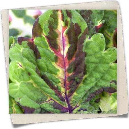 Buntnessel Buntnessel