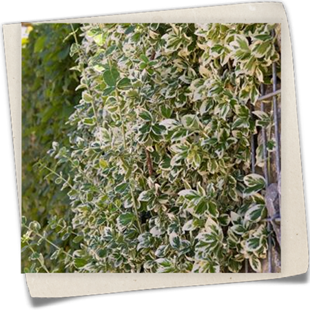 Weißbunte Kriechspindel 'Emerald Gaiety' Weißbunte Kriechspindel 'Emerald Gaiety'