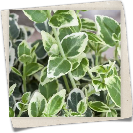 Weißbunte Kriechspindel 'Silver Queen' Weißbunte Kriechspindel 'Silver Queen'