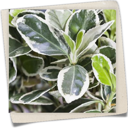 Japanspindel 'Gray Beauty' Japanspindel 'Gray Beauty'