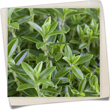 Strauchveronika 'Green Boys' Strauchveronika 'Green Boys'