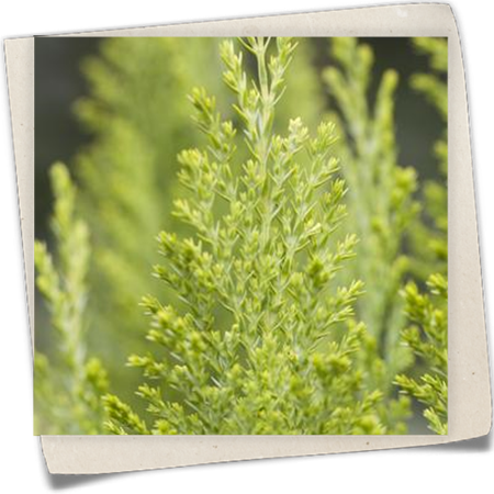 Kegelzypresse 'Ellwood's Empire' Kegelzypresse 'Ellwood's Empire'