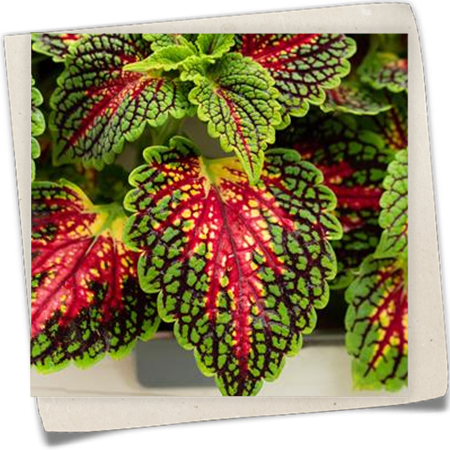 Buntnessel 'Freaky Leaves'™ Buntnessel 'Freaky Leaves'™