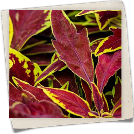 Buntnessel 'Le Freak' Buntnessel 'Le Freak'