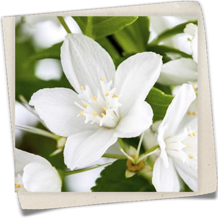 Maiblumenstrauch Maiblumenstrauch