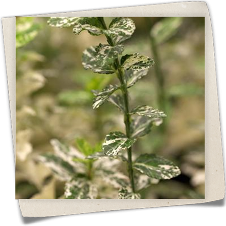 Kriechspindel 'Harlequin' Kriechspindel 'Harlequin'