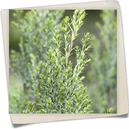 Kegelzypresse 'Ellwoodii' Kegelzypresse 'Ellwoodii'