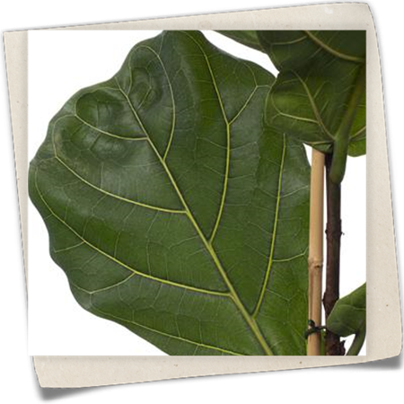 Geigenfeige Geigenfeige