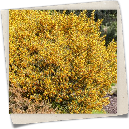 Besenginster Besenginster