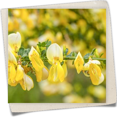 Elfenbeinginster 'Lydia' Elfenbeinginster 'Lydia'