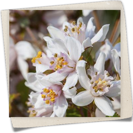 Kalmiendeutzie Kalmiendeutzie