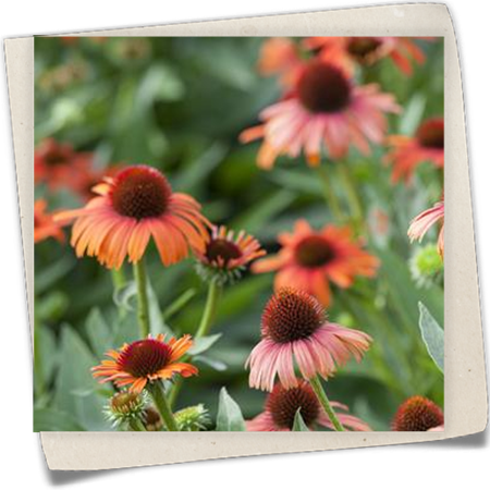 Purpursonnenhut Purpursonnenhut