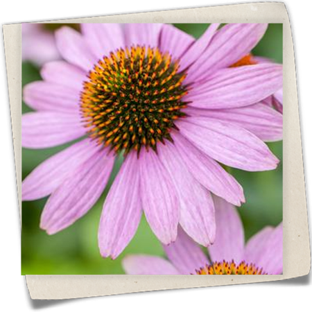 Purpursonnenhut 'PowWow'® Purpursonnenhut 'PowWow'®