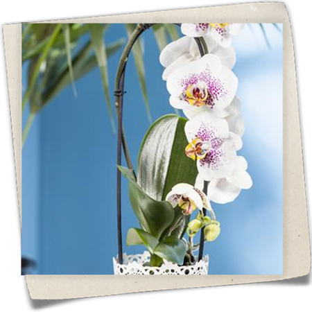 Schmetterlingsorchidee 'Waterfall' Schmetterlingsorchidee 'Waterfall'