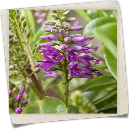 Strauchveronika 'Louise' Strauchveronika 'Louise'