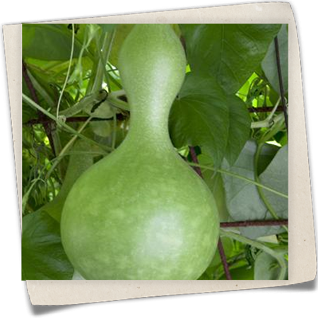 Flaschenkürbis Flaschenkürbis