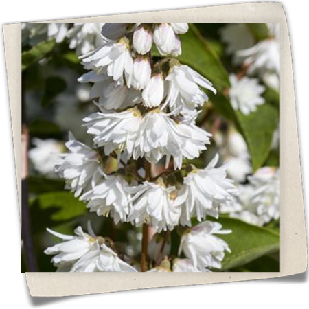 Gefüllter Sternchenstrauch 'Plena' Gefüllter Sternchenstrauch 'Plena'