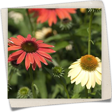 Garten-Scheinsonnenhut 'Cheyenne Spirit' Garten-Scheinsonnenhut 'Cheyenne Spirit'