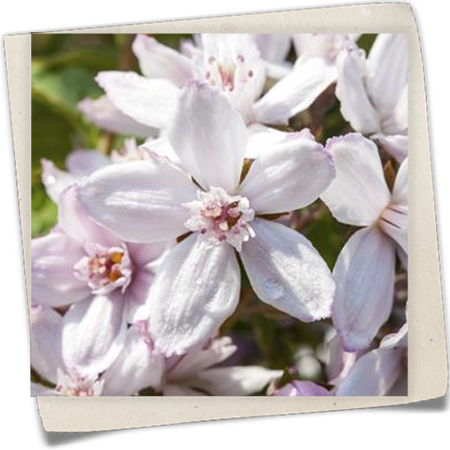 Rosendeutzie 'Mont Rose' Rosendeutzie 'Mont Rose'