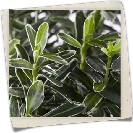 Immergrüne Japanspindel Immergrüne Japanspindel