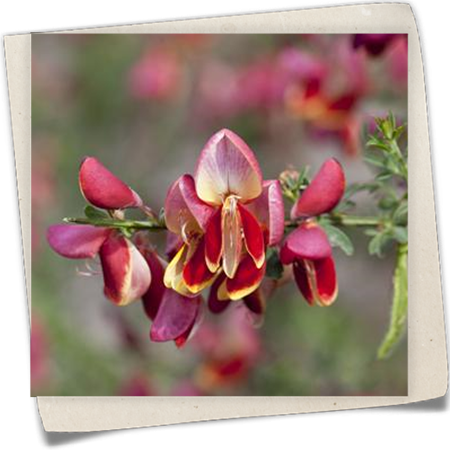 Edelginster 'Goldfinch' Edelginster 'Goldfinch'