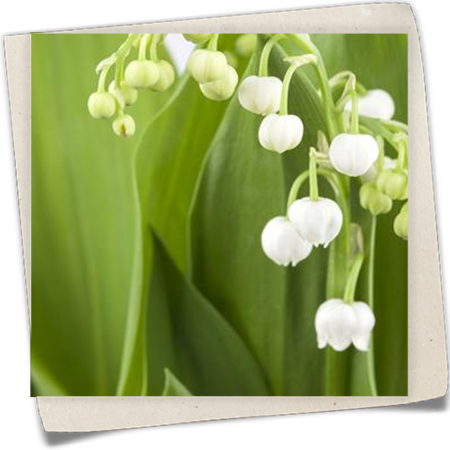 Gewöhnliches Maiglöckchen Gewöhnliches Maiglöckchen