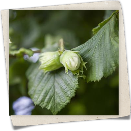 Große Hasel Große Hasel