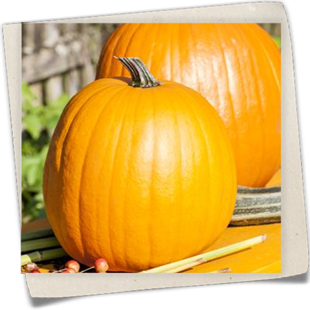 Speise-Kürbis Speise-Kürbis