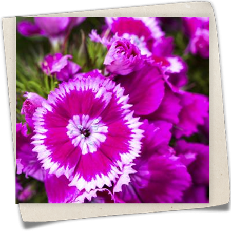 Garten-Bart-Nelke Garten-Bart-Nelke