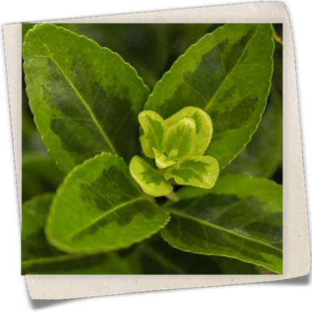 Gelbbunte Japanspindel 'Aureomarginatus' Gelbbunte Japanspindel 'Aureomarginatus'