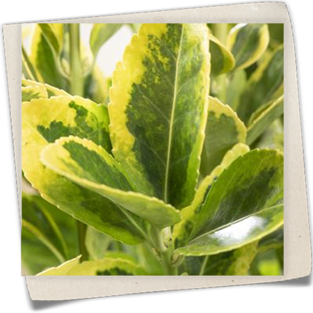 Japanspindel 'Microphyllus Pulchellus' Japanspindel 'Microphyllus Pulchellus'