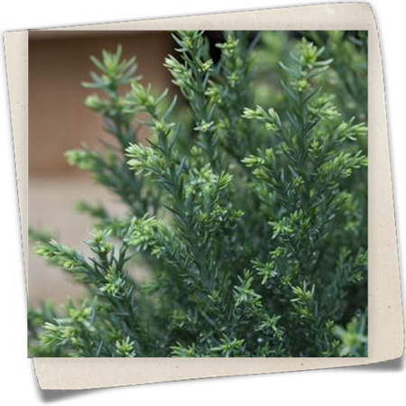 Gartenzypresse 'Snow White'® Gartenzypresse 'Snow White'®