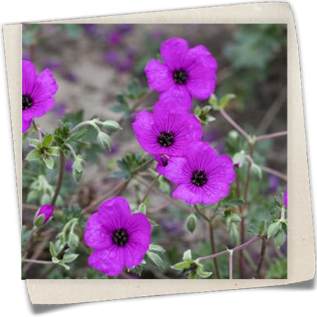 Aschgrauer Storchschnabel Aschgrauer Storchschnabel