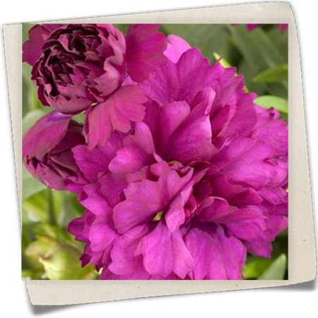 Gartennelke Gartennelke