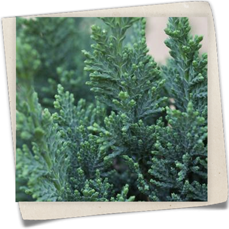 Gartenzypresse 'Wisselii' Gartenzypresse 'Wisselii'