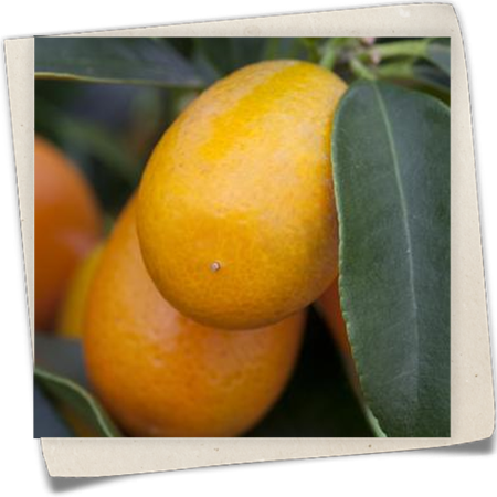 Ovale Kumquat Ovale Kumquat