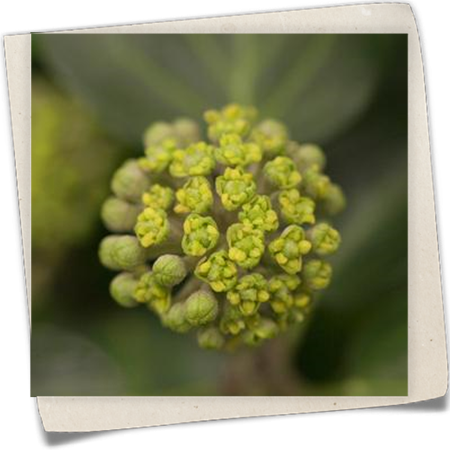 Strauch-Efeu 'Arbori Compact' Strauch-Efeu 'Arbori Compact'