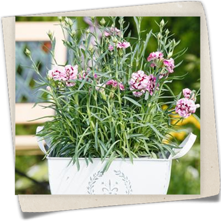 Topfnelke 'Capitán'® Topfnelke 'Capitán'®