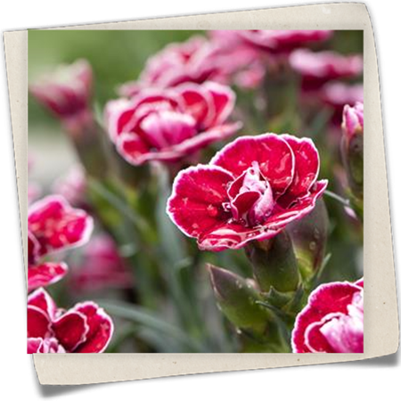 Nelke Capitán® 'Colón' Nelke Capitán® 'Colón'