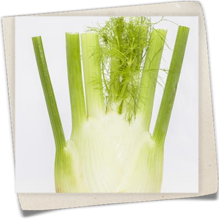 Gemüse-Fenchel Gemüse-Fenchel