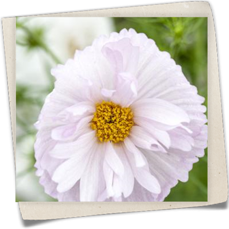 Schmuckkörbchen 'Cupcakes Mix' Schmuckkörbchen 'Cupcakes Mix'