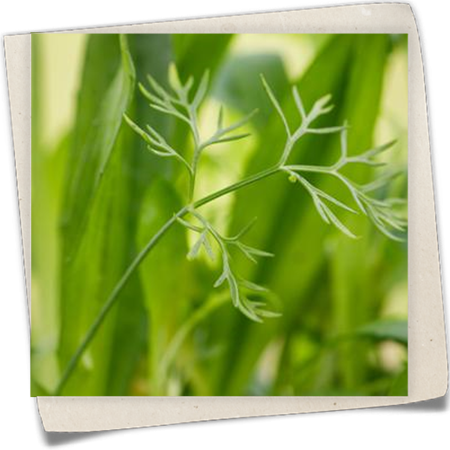 Gewürz-Fenchel Gewürz-Fenchel