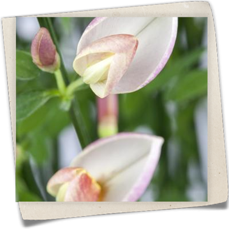 Elfenbeinginster 'Zeelandia' Elfenbeinginster 'Zeelandia'