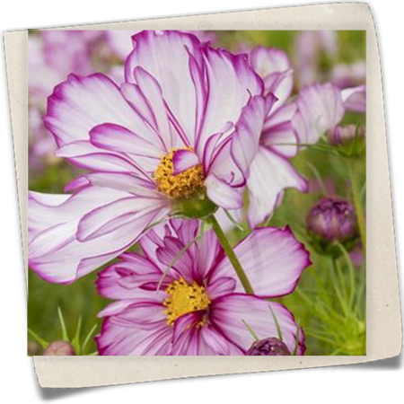 Schmuckkörbchen 'Picotee' Schmuckkörbchen 'Picotee'