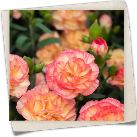 Gartennelke 'Menorca' Gartennelke 'Menorca'