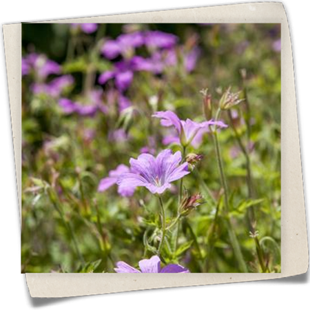 Garten-Storchschnabel 'Ingwersen' Garten-Storchschnabel 'Ingwersen'