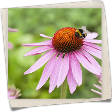 Garten-Scheinsonnenhut 'Magnus' Garten-Scheinsonnenhut 'Magnus'