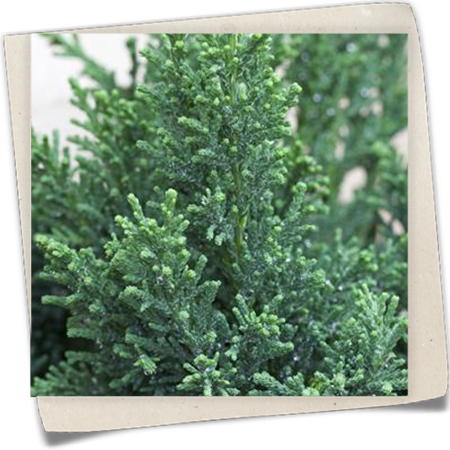 Zwergzypresse 'Drath' Zwergzypresse 'Drath'