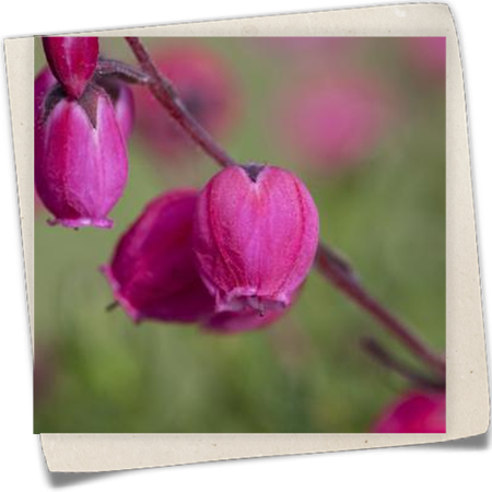 Irische Heide Irische Heide